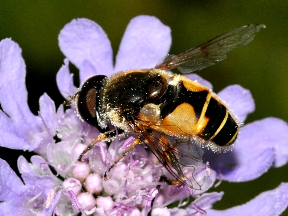 Eristalis-lineata-01-fws