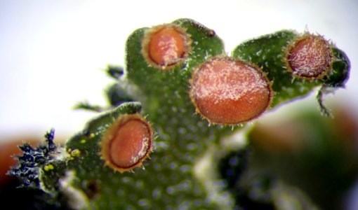 Erioderma leylandii 95152803