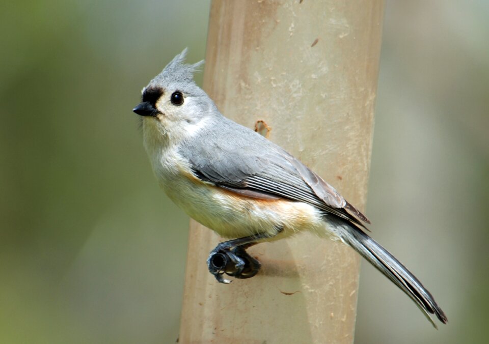 Tufted titmouse bird animal