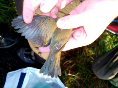 Erithacus rubecula ringed by Landsort Bird Observatory-1