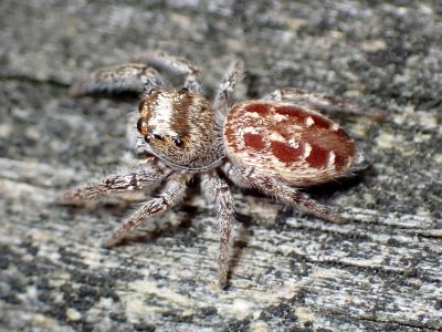 Eris militaris 99273132