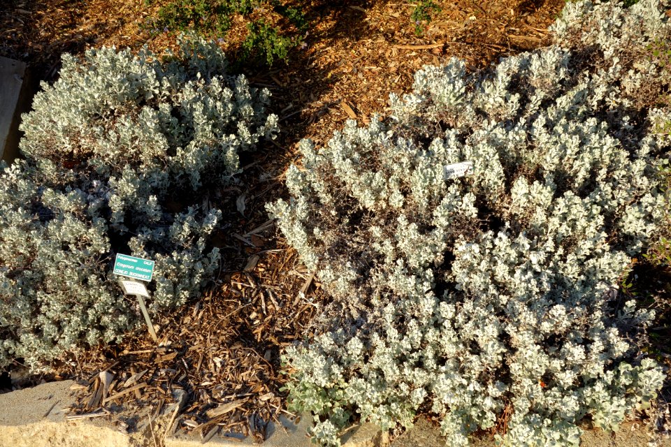 Eriogonum crocatum - San Luis Obispo Botanical Garden - DSC06039