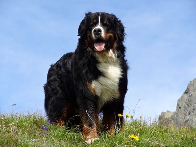 Animal picture dog mountains photo