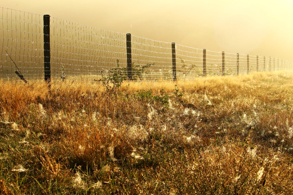 Spider webs grass mood