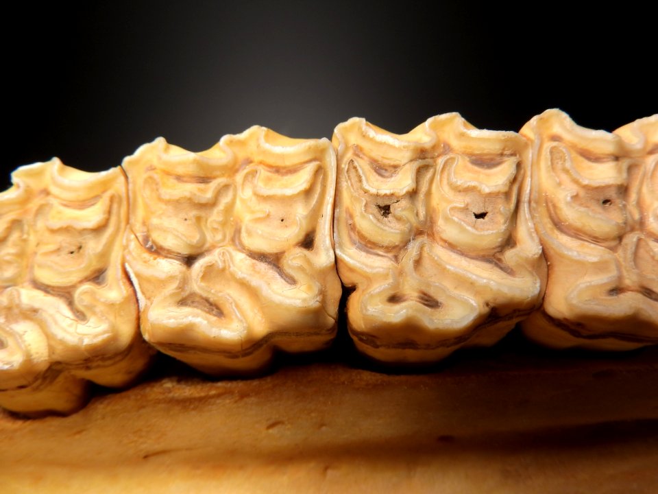Equus caballus - molars detail