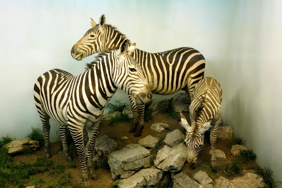 Equus quagga - Royal Museum for Central Africa - DSC06755