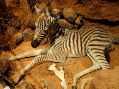 Equus quagga - Finnish Museum of Natural History - DSC04489