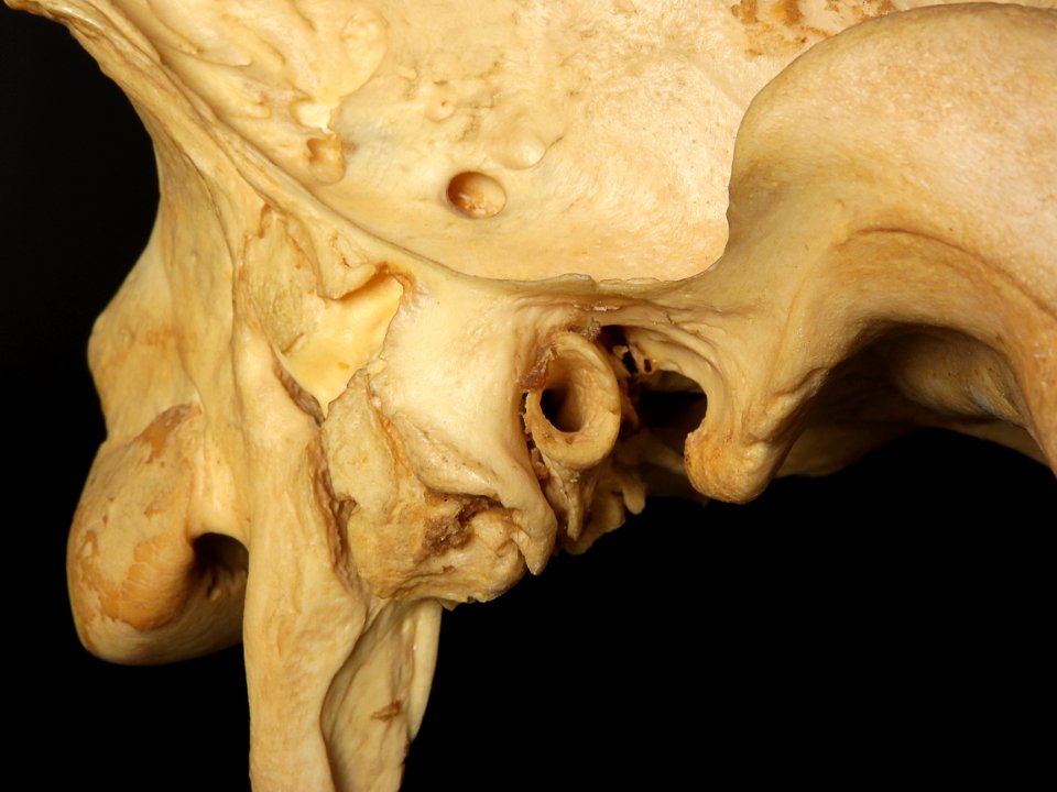 Equus caballus - ear