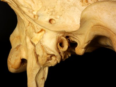 Equus caballus - ear