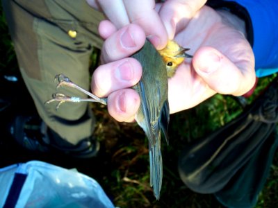 Erithacus rubecula ringed by Landsort Bird Observatory-3