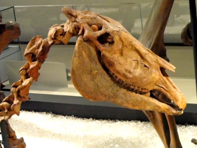 Equus simplicidens detail, Hagerman, Idaho, USA, Early Pliocene - Royal Ontario Museum - DSC00150