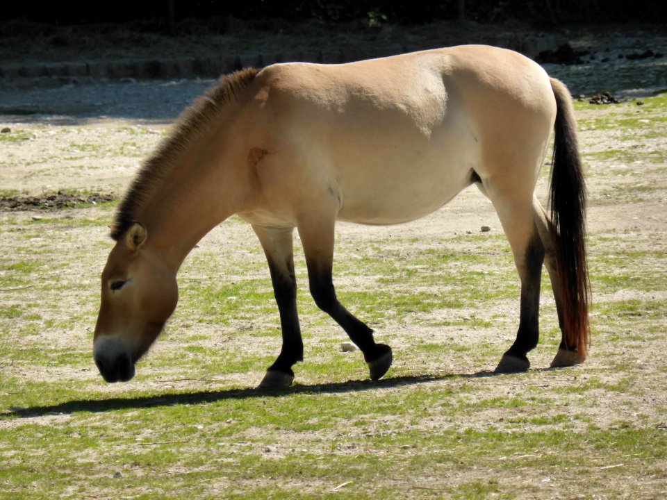 Equus-p-przewalskii-facing-left-1