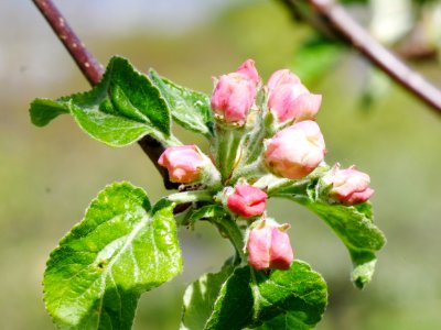 Erbachhofer Mostapfel Freilichtmuseum Roscheider Hof, Knospen H2