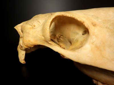 Equus caballus - orbita