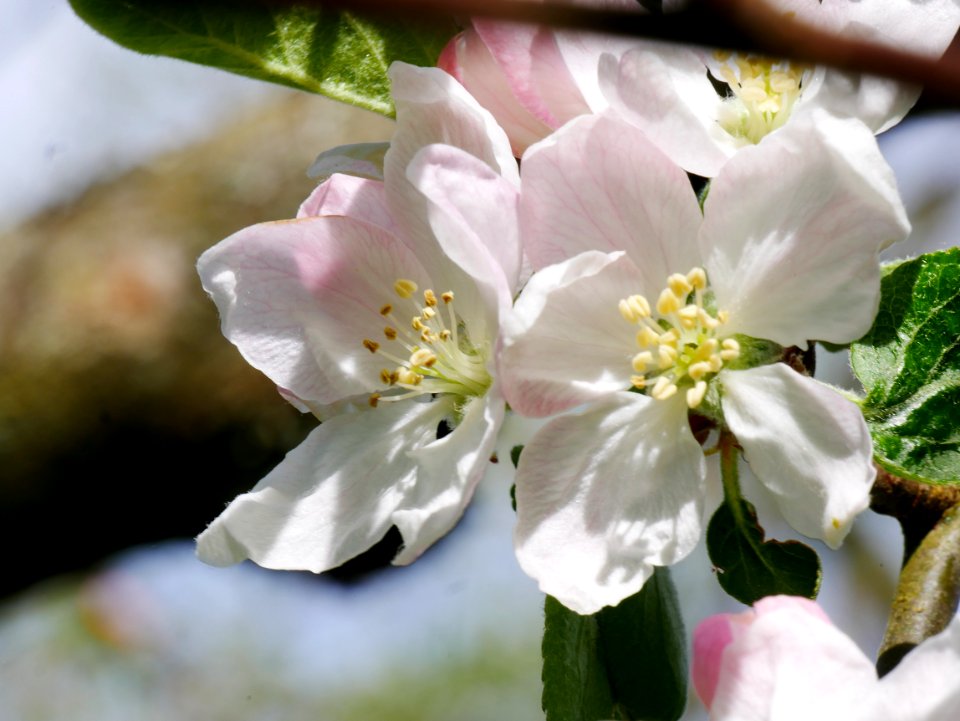 Erbachhofer Mostapfel Freilichtmuseum Roscheider Hof, Blüten H3