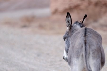 Equus africanus asinus