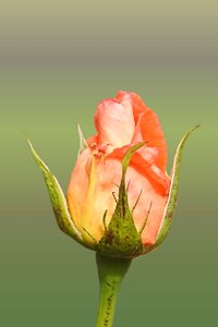 Rose blooms blossom bloom