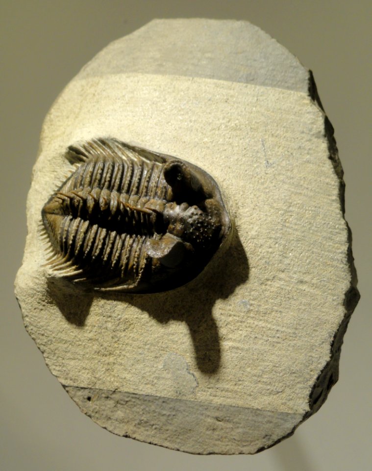 Erbenochile erbeni, Devonian, Mount Issomour, Alnif, Morocco - Houston Museum of Natural Science - DSC01508