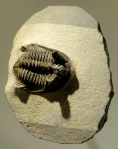 Erbenochile erbeni, Devonian, Mount Issomour, Alnif, Morocco - Houston Museum of Natural Science - DSC01508