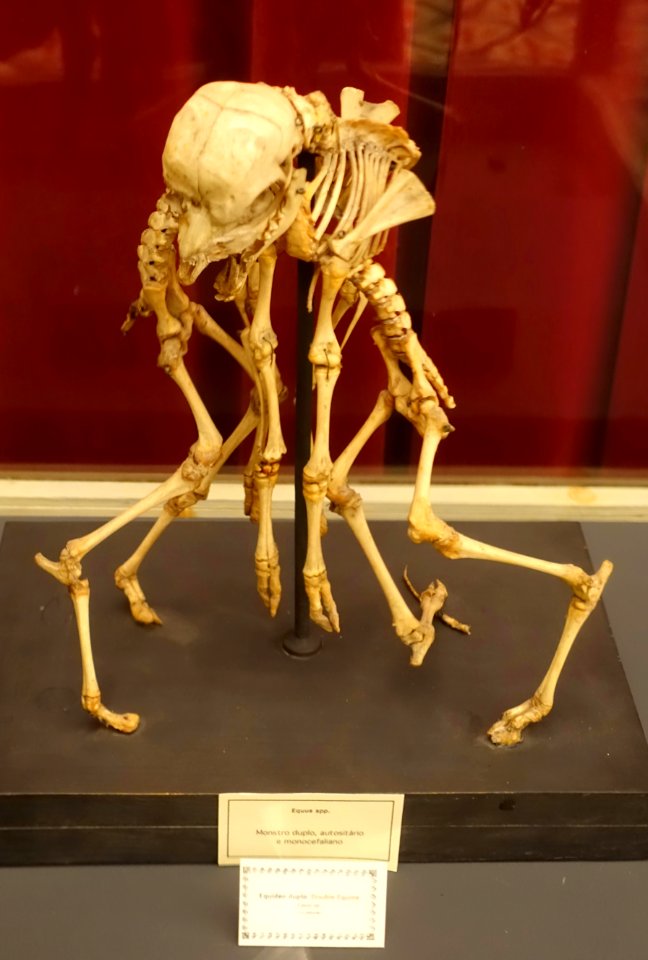 Equus sp. double - Museu da Ciência da Universidade de Coimbra - University of Coimbra - Coimbra, Portugal - DSC09279