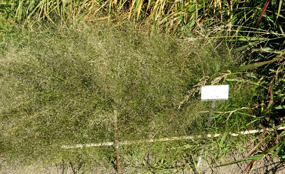 Eragrostis tef - Bergianska trädgården - Stockholm, Sweden - DSC00560