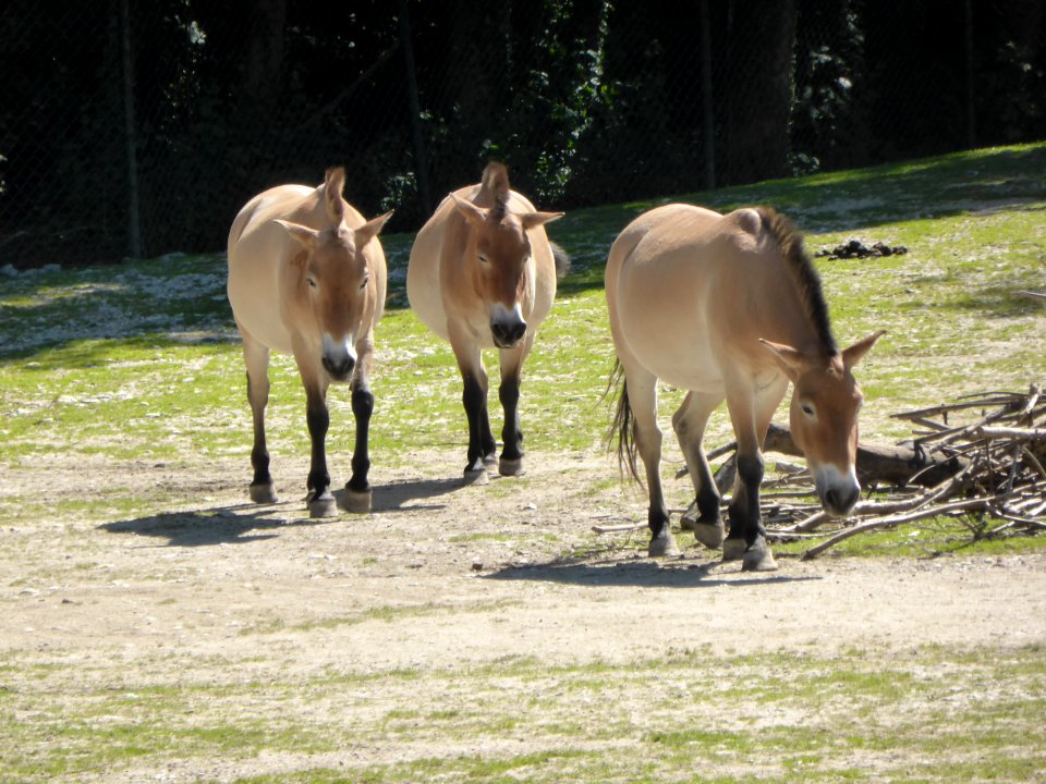 Equus-p-przewalskii
