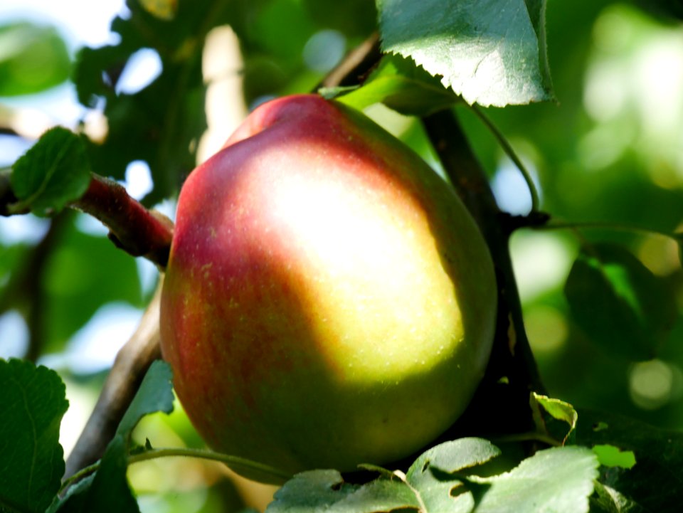 Erbachhofer Mostapfel Freilichtmuseum Roscheider Hof, Früchte H8