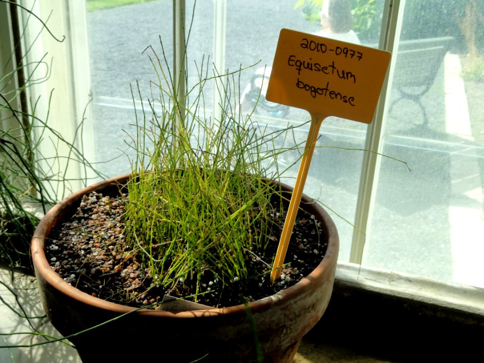 Equisetum bogotense - Botanical Garden in Kaisaniemi, Helsinki - DSC03618