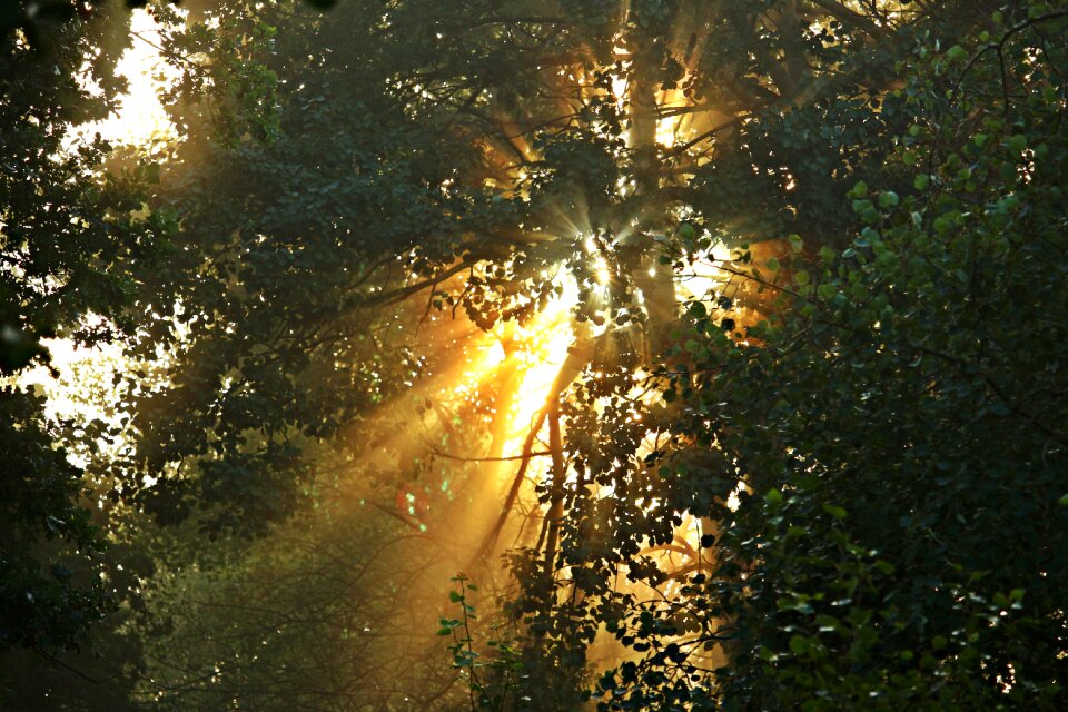 Forest mood autumn