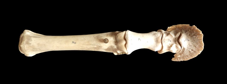 Equus caballus - foot anatomy (superior view)