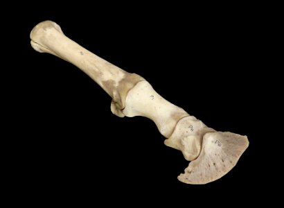 Equus caballus - foot anatomy