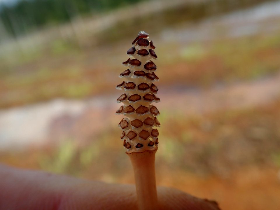 Equisetum arvense 124368766