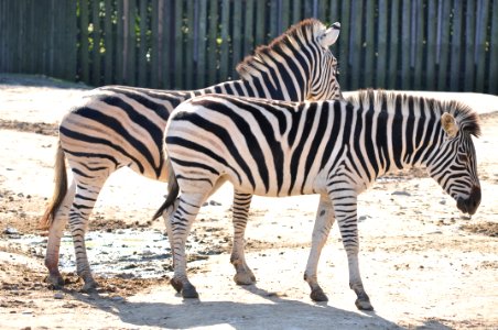 Equus quagga boehmi in Tobu Zoo Park 001
