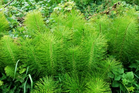 Equisetum telmateia, Ormskirk, Lancashire 2