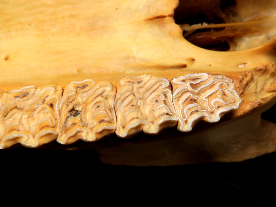 Equus caballus - teeth detail
