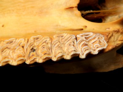 Equus caballus - teeth detail
