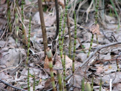 Equisetum pratense 5752
