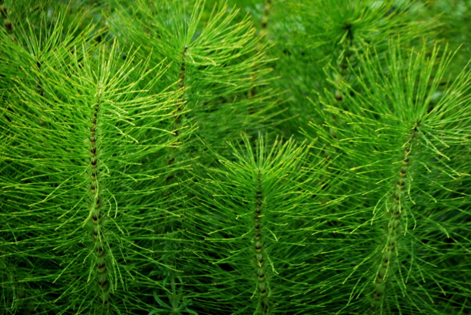 Equisetum telmateia, Ormskirk, Lancashire 1