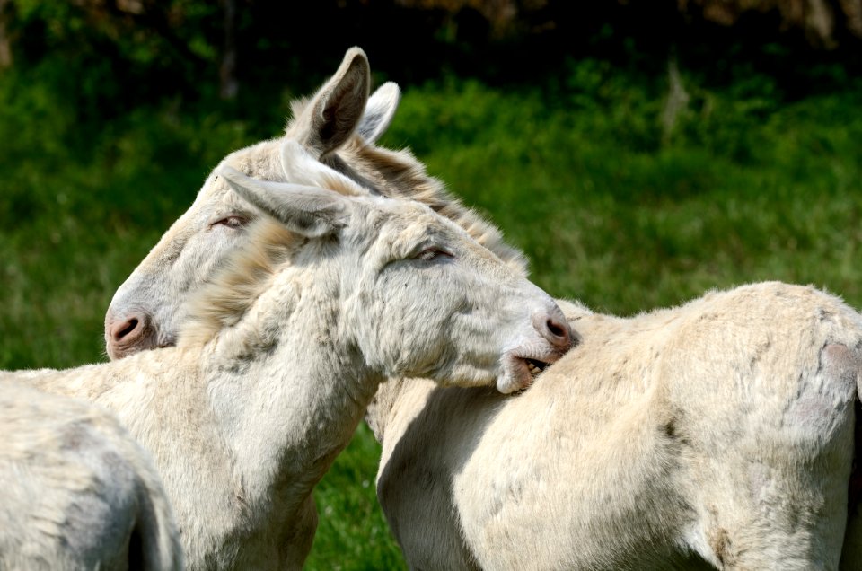 Equus asinus 001