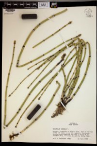 Equisetum hyemale Sevastopol Wisconsin