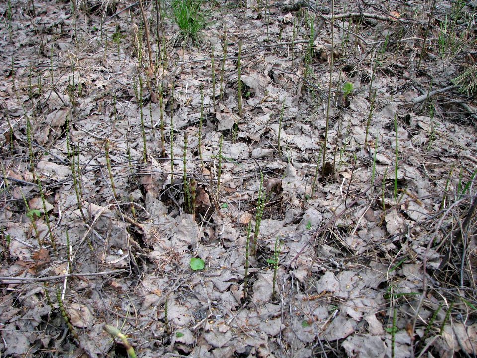 Equisetum pratense 5750