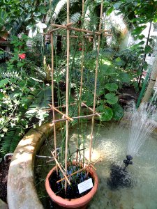 Equisetum giganteum - Botanical Garden in Kaisaniemi, Helsinki - DSC03622