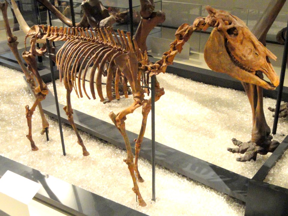 Equus simplicidens, Hagerman, Idaho, USA, Early Pliocene - Royal Ontario Museum - DSC00147