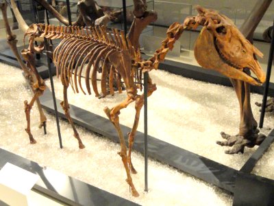 Equus simplicidens, Hagerman, Idaho, USA, Early Pliocene - Royal Ontario Museum - DSC00147