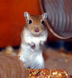 Rodent small animal pocket pet