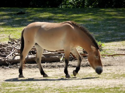 Equus-p-przewalskii-facing-right-1
