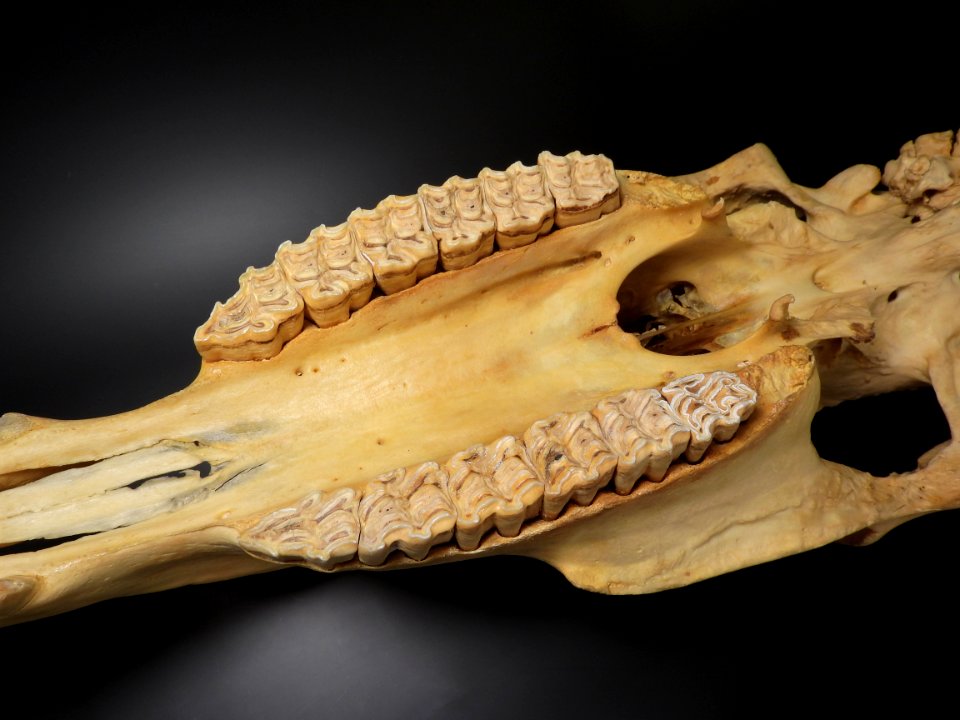 Equus caballus - cranium, maxilla (inferior view)