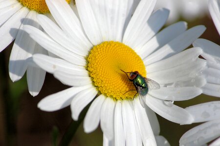 Bloom white fly