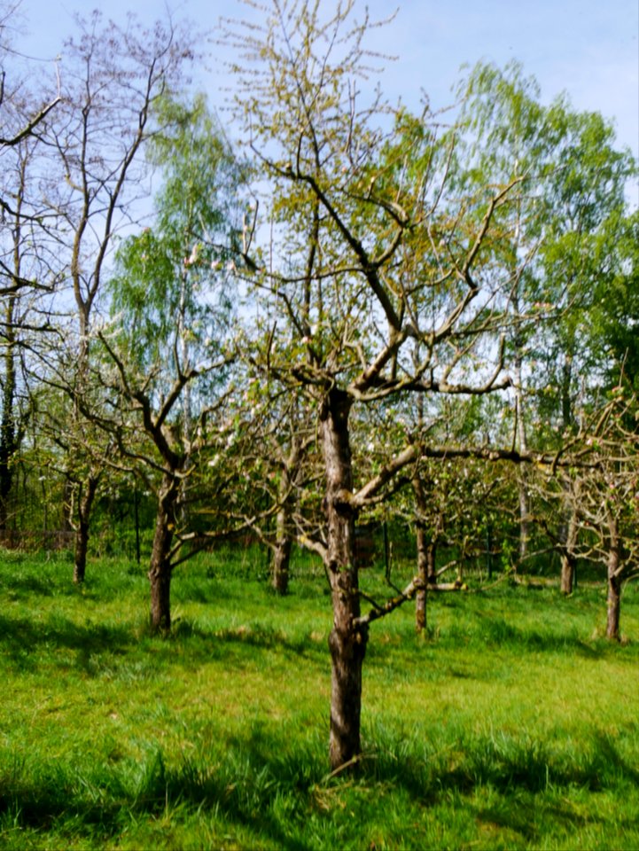 Erbachhofer Mostapfel Freilichtmuseum Roscheider Hof, Ganzer Baum H5