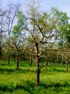 Erbachhofer Mostapfel Freilichtmuseum Roscheider Hof, Ganzer Baum H5